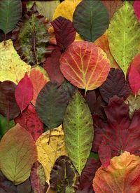 fall leaves | horticultural art