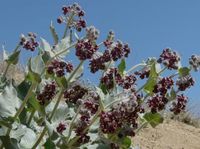 Asclepias californica, California milkweed is one of the most beautiful milkweeds in California. It has deep purple flowers and almost white gray fuzzy foliage. It is very drought tolerant even occruing in some high desert areas.