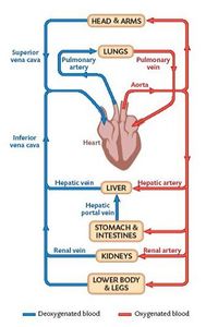 BIO121 Systemic and Pulmonary Circulations Flashcards | Quizlet