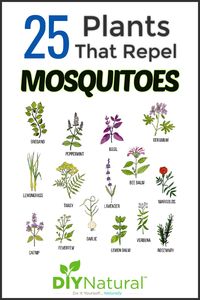 Here is a list of 25 plants that repel mosquitoes