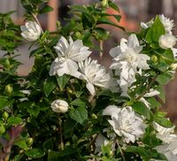 Pearls of Perfume™ Philadelphus PP32770 - Southern Living Plants