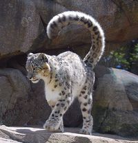 Snow Leopard