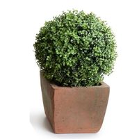 11" Boxwood Ball in Cube Pot