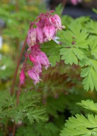 Dicentra formosa | California Flora Nursery