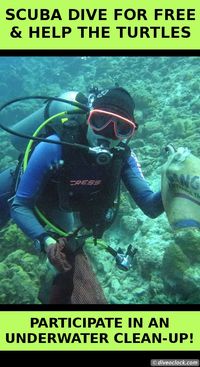 SCUBA Dive for FREE & Help the Turtles on Bonaire! Four times a year dive center Dive Friends Bonaire organizes an underwater clean-up and you can join them! - Dive o'clock! http://www.diveoclock.com/destinations/Caribbean/Bonaire_Clean-Up/ underwater | o