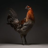 «Nous avons travaillé sur ce projet pendant ces cinq dernières années. Nous voulions vraiment avoir une poule comme animal de compagnie pour le jardin de notre studio à Milan. Quand nous avons rencontré Jessicah, une magnifique poule cochin grise, ça a été le coup de foudre.»