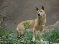 free New Guinea Singing Dog wallpaper wallpapers download