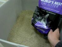 World's Best Scented Multiple Cat Clumping Cat Litter Product Review - ラグドール Floppycats	http://youtu.be/XXXs2FMC2rU