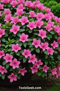 Maximize your small-space garden with these 20 compact bush ideas. From dwarf azaleas to miniature hollies, these petite varieties will fit perfectly into tight spaces without sacrificing beauty.