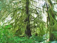 Hoh River Rain Forest