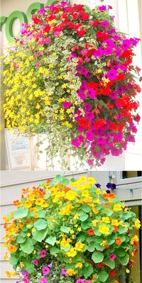 How to plant 15 beautiful hanging baskets with complete designer plant lists for each! Lots of tips on growing best hanging plants & flowers in sun & shade! 24 designer plant lists for beautiful container gardens colorful mixed flower pots combinations: great patio planting ideas backyard landscape designs! – A Piece of Rainbow #backyard #gardens #gardening #gardeningtips #urbangardening #gardendesign #landscaping #gardenideas #containergardening #diy #summer #spring #porch #patiodesigns #patio 