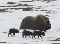 Musk-Ox and Three Calves on the Snow-Covered Tundra Photographic Print