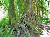 Hoh River Rain Forest