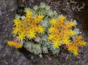 Sedum spathulifolium