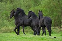 Friesian Yearlings