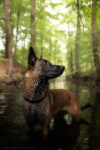 Belgian Malinois