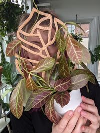 Learn about my adventures in Hoya Obscura care, including how to propagate and root this rare hoya, how to care for it, and where to find it!