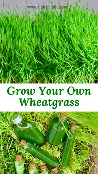 How to grow wheatgrass at home with and without soil, plus the benefits and uses of wheatgrass.