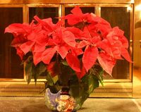 Poinsettia – Care After Winter | Walter Reeves: The Georgia Gardener