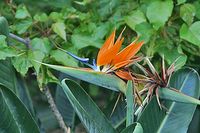 Bird-of Paradise Plant