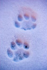 dinosxurs:  Sunset Paw Prints by dawn_perry on Flickr.