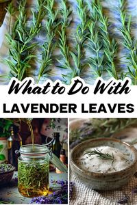 Before you throw those lavender leaves away, take a peek at these clever uses! From DIY projects to home remedies, they’ve got you covered. Click here to see the full list, and make sure to save this idea for the future!