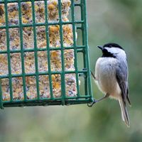 How To Make Homemade Bird Suet - Help Birds Survive Winter!