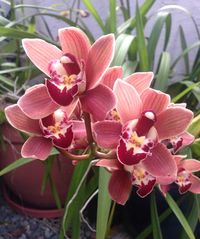 Cymbidium : aussi belle que facile de culture