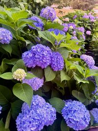 Hydrangeas aesthetic, east coast aesthetic, new england summer #hydrangeas #newengland #summer #newenglandsummer #coastalaesthetic #coastalgrandmother #summersuns #beach #ocean #capecod #capecodaesthetic #thehamptons #coastal #eastcoast #eastcoastsummer