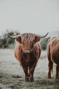 Note that this is a Digital Poster. No physical print will be sent to your adress. This cow is a Highlander, located in Denmark.