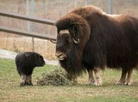 Musk ox, from whence qiviut comes