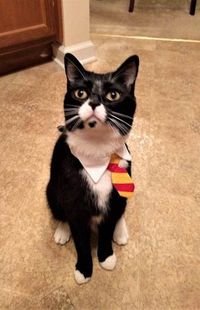 Super cats costume harry potter ideas #cats