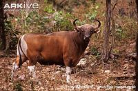 The handsome banteng largely resembles domestic cattle both in size and color. The horns of females are short, tightly curved and point inward at the tips, whereas those of males are long, upwardly arching and connected by a horn-like bald patch on the forehead.