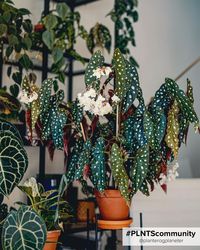 The Begonia Maculata, memorably known as the Polka Dot Begonia, is a real eye-catcher. With her beautiful distinctive spotty patterning and surprising pink-red colour on the underside of her leaves, she’d be right at home on the catwalk! And luckily she loves the spotlight- put her in a bright spot and she will shine every day! The Begonia maculata is an undemanding, rewarding plant but be careful; her leaves and stems are mildly poisonous, so best kept well away from pets.