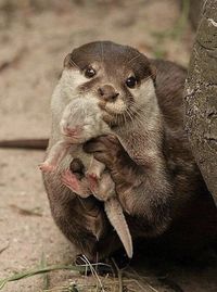 This should brighten up your Monday...because who doesn't need to see a momma otter showing off her pretty baby? . . . #NewDayChurchBrandon #PastorMichaelHailey #BrandonFLChurch #God #Grace