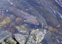 Top 10 Longest Living Animals #7. Lake Sturgeon 152 years!!!!