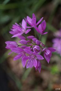 Allium unifolium | California Flora Nursery