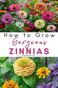 Transform your garden into a paradise of vibrant colors and joyful blooms with the enchanting allure of Zinnias! Our guide offers a comprehensive look into the art of cultivating these cheerful flowers, inviting you to embark on a colorful gardening adventure. Click to discover the magic of Zinnia cultivation and follow us for more gardening inspiration!