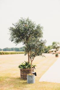 A winning combination, the Mid Olive Tree and Potted Olive Tree compliment each other beautifully, the Mediterranean vibe bringing elements of nature to any occasion. Visit our website to browse our Olive Tree Collection. #TwilightTrees #ArtificialTree #WeddingDecor #WeddingInspo #WeddingReception #EventPlanning #EventDecor #OliveTree