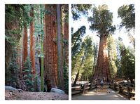 Sequoia-2