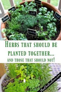 When it comes to having a herb garden, there's really nothing more satisfying than picking your very own fresh herbs for that night's dish! These herbs that grow together can be planted in just�  More