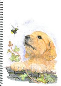 " Golden Retriever Pup" Art in coloured pencil by Margo Impey, Victoria Australia