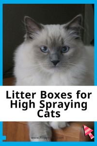 Is your cat a high spraying cat? My mom's cats peed almost standing up, and this caused a few issues with keeping their pee inside the litter box. We discovered high sided Litter Boxes and they are a game changer for high-spraying cats so we put together a section that you can choose from! #litterbox #cleanhome #housework #DIY #catcare