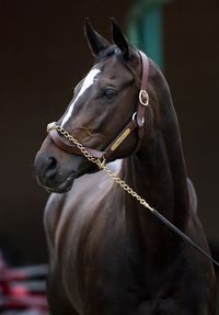 Zenyatta at Del Mar by Alex Evers https://500px.com/photo/1332486/zenyatta-by-alex-evers