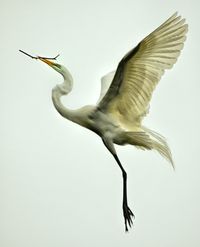 Photograph In Flight by Jeff Clow