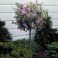 Korean Lilac Trees for Sale | FastGrowingTrees.com