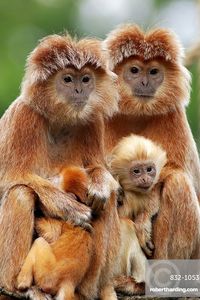 Spangled Ebony Lutung or Eastern Javan Langur (Trachypithecus auratus auratus), females with young