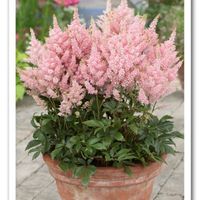 Deer Resistant Plants - Sugar Creek Gardens