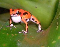 Poison Dart Frog Care Sheet - Reptiles Magazine