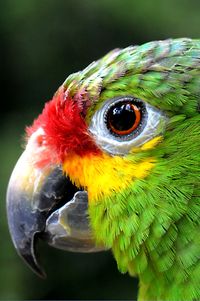 The English word 'Popinjay' (or Parrot) comes from the Arabic: ببغاء babaghā', parrot.